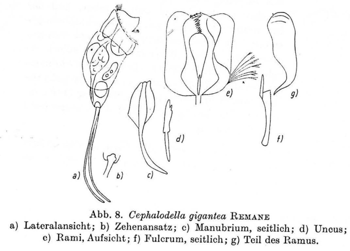 Cephalodella gigantea
