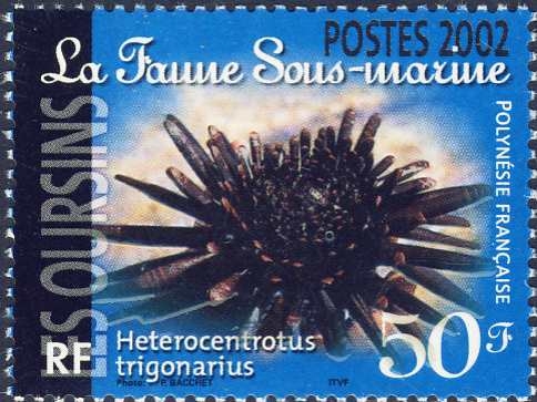 Heterocentrotus trigonarius