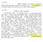 Cephalodella gigantea - Original description image