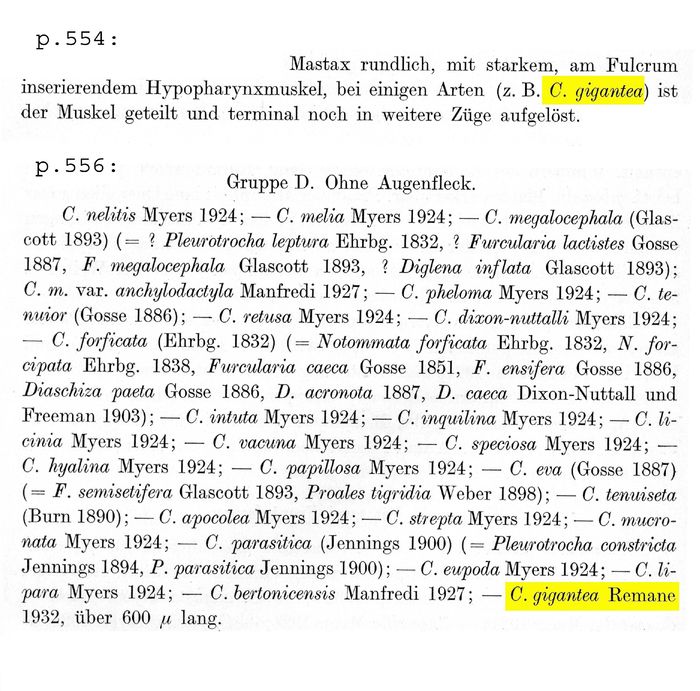 Cephalodella gigantea - Original description image