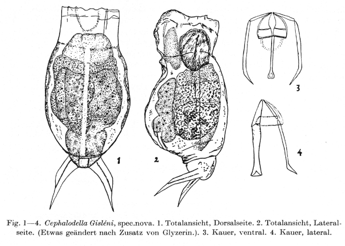 Cephalodella gisleni - Original description image