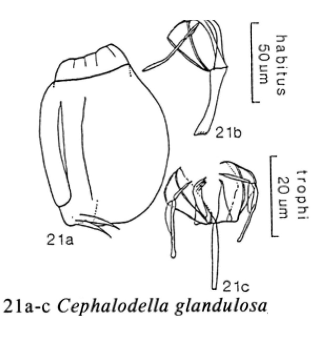 Cephalodella glandulosa