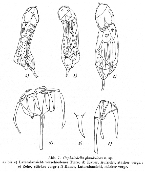 Cephalodella glandulosa - Original description image