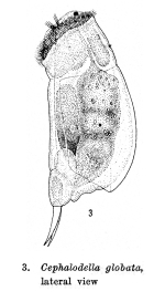 Cephalodella globata