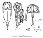 Cephalodella globata
