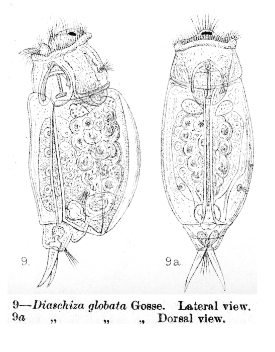 Cephalodella globata