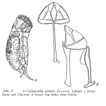 Cephalodella globata