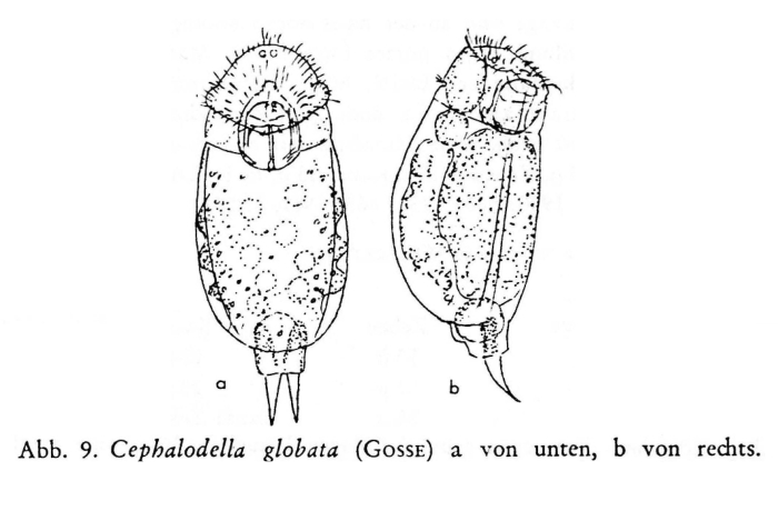 Cephalodella globata