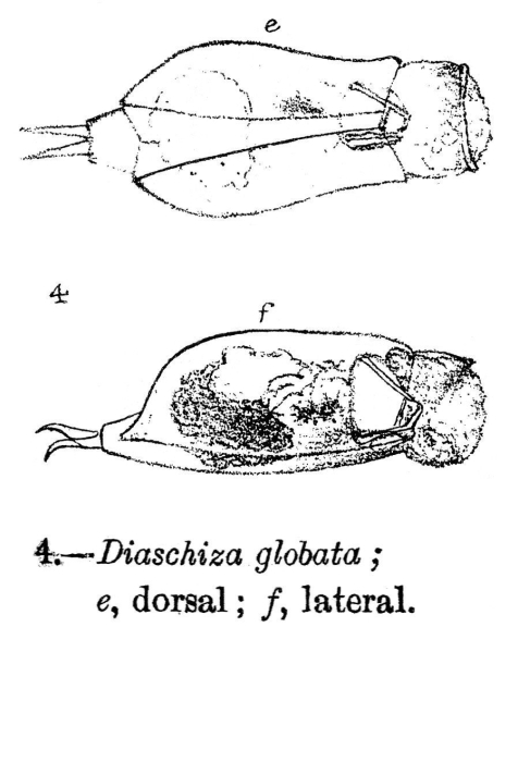 Cephalodella globata - Original description image
