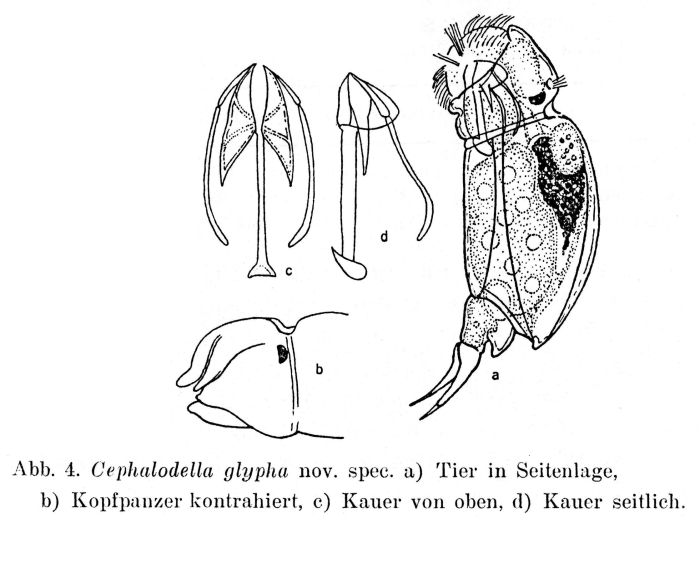 Cephalodella glypha - Original description image