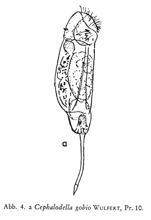 Cephalodella gobio