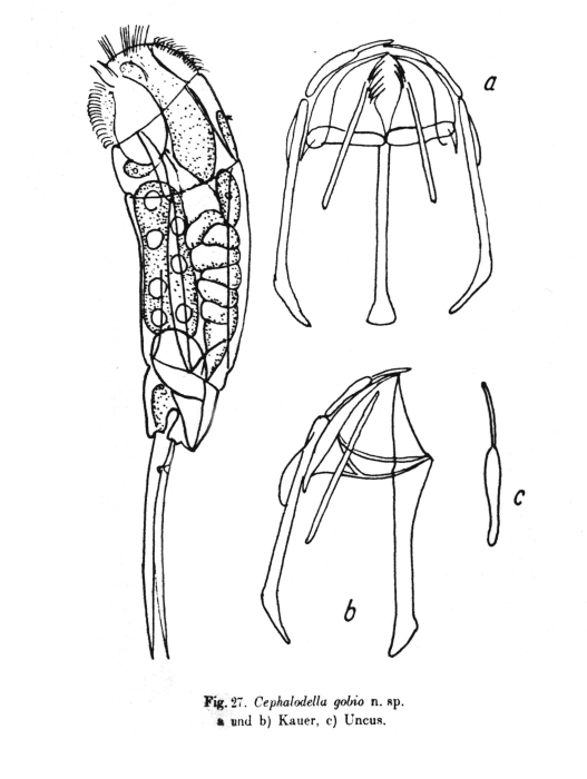 Cephalodella gobio - Original description image