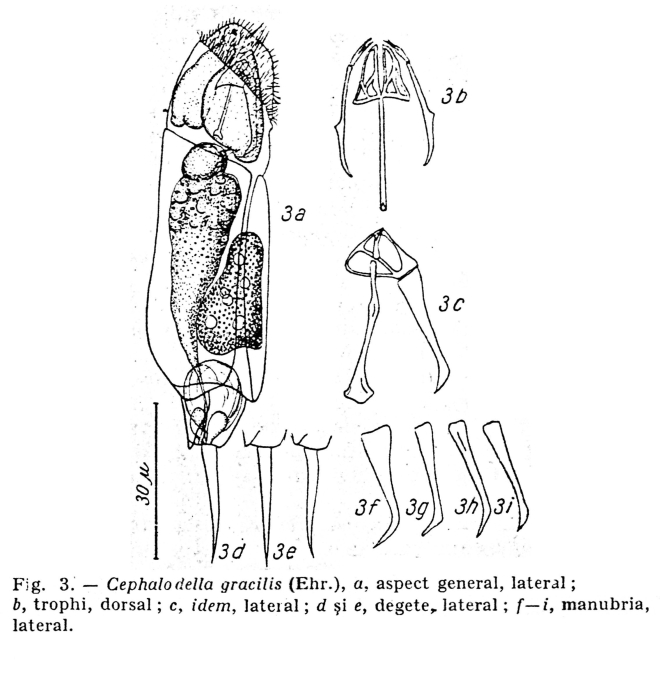Cephalodella gracilis