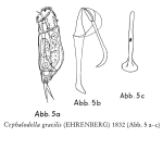 Cephalodella gracilis