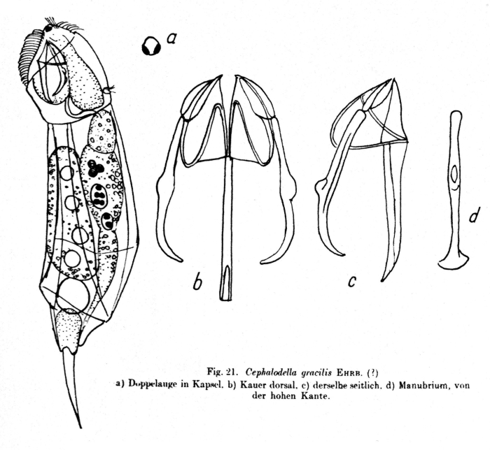 Cephalodella gracilis