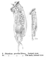 Cephalodella gracilis