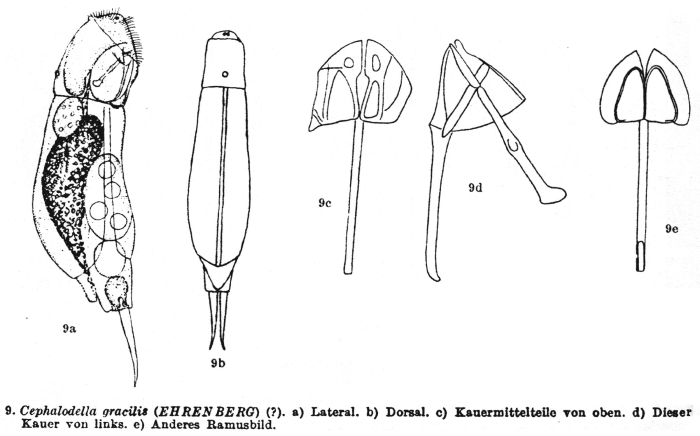 Cephalodella gracilis
