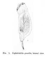 Cephalodella gracilis