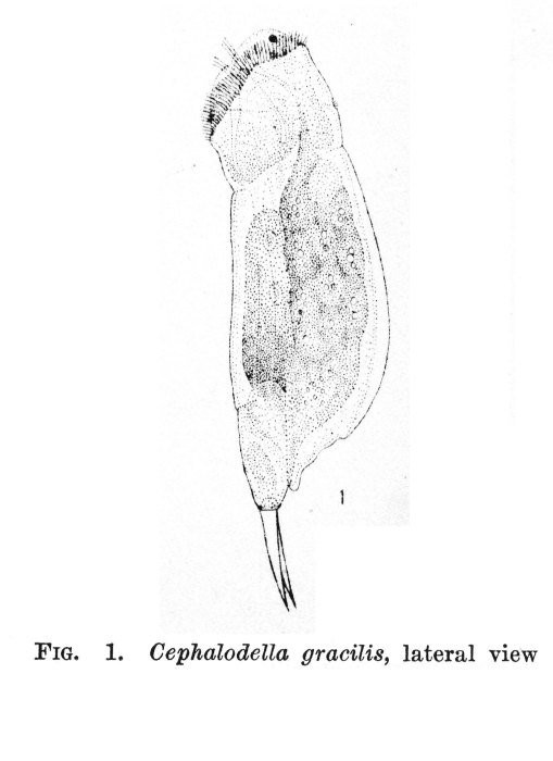 Cephalodella gracilis