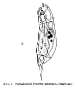Cephalodella gracilis