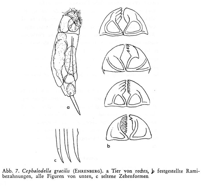 Cephalodella gracilis