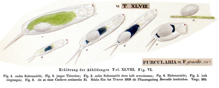 Cephalodella gracilis