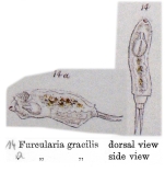 Cephalodella gracilis