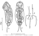 Cephalodella gracilis
