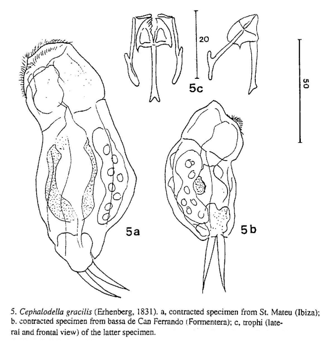 Cephalodella gracilis
