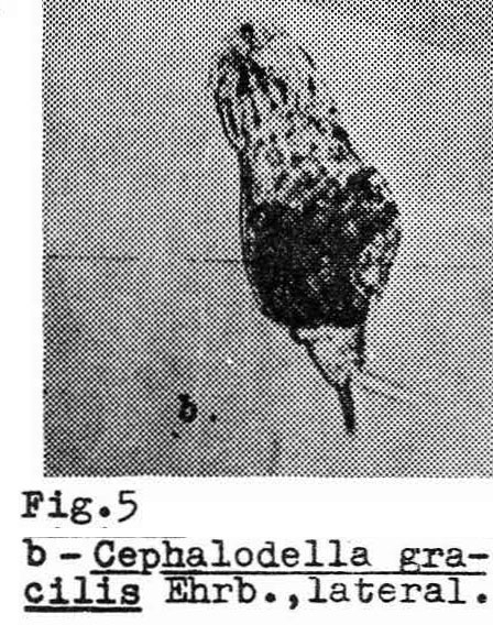 Cephalodella gracilis