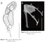 Cephalodella gracilis