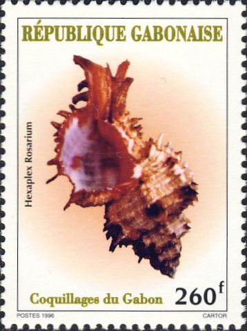 Hexaplex rosarium Hexaplex rosarium