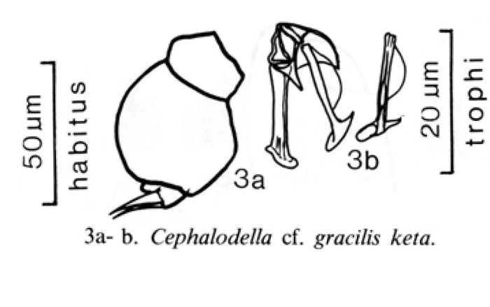 Cephalodella gracilis keta