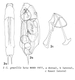 Cephalodella gracilis keta - Original description image