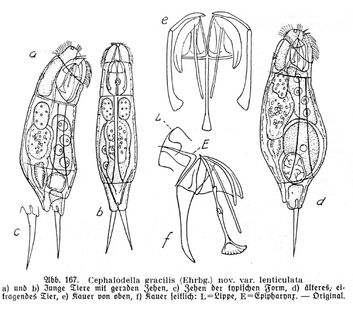 Cephalodella gracilis var. lenticulata - Original description image