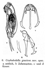 Cephalodella graciosa - Original description image