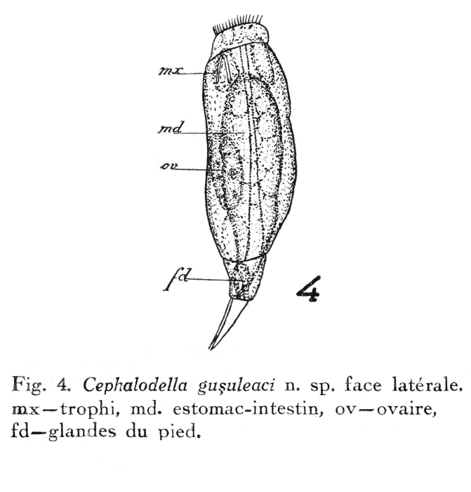 Cephalodella gusuleaci - Original description image