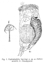Cephalodella harringi - Original description image