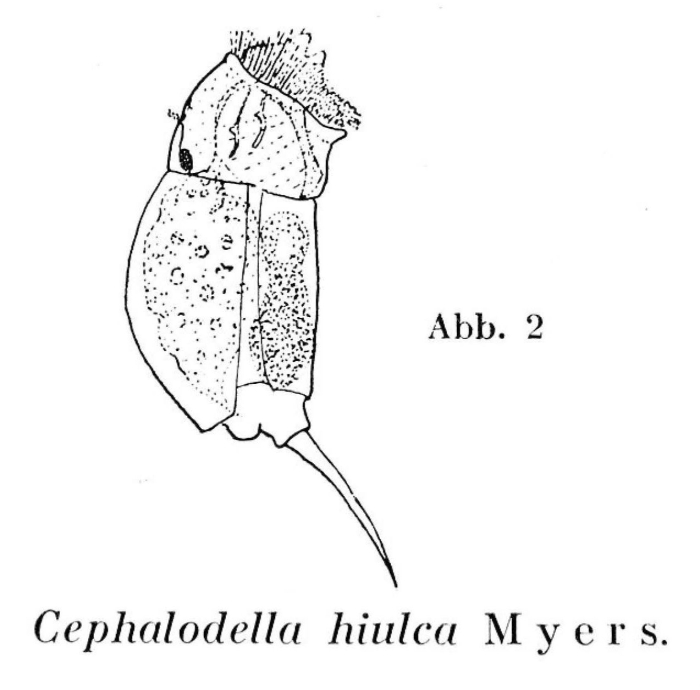 Cephalodella hiulca