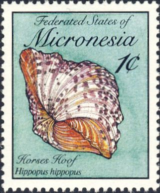 Hippopus hippopus Hippopus hippopus