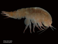 Crustacea (crustaceans)