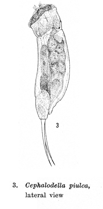 Cephalodella hiulca - Original description image