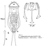 Cephalodella hollowdayi