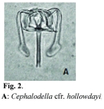 Cephalodella hollowdayi