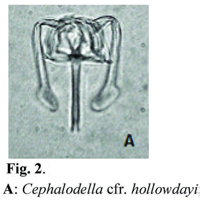 Cephalodella hollowdayi