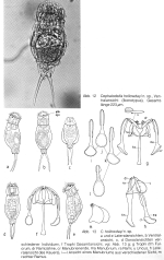 Cephalodella hollowdayi - Original description image