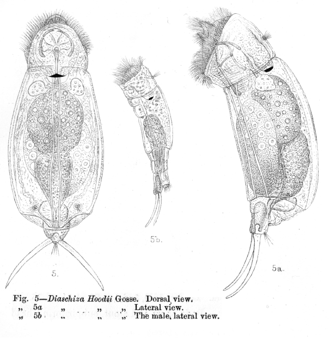 Cephalodella hoodii