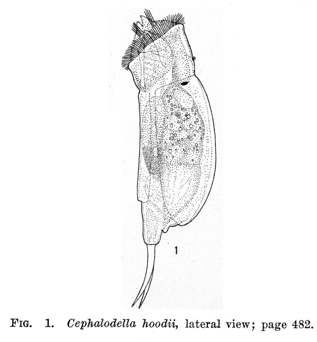 Cephalodella hoodii