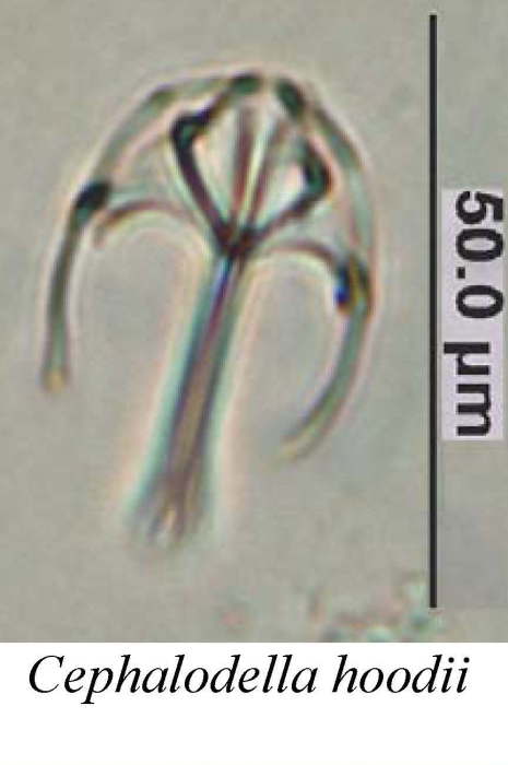 Cephalodella hoodii