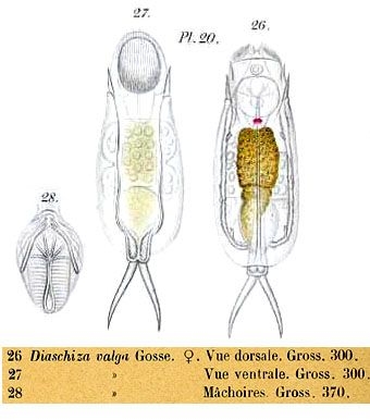 Cephalodella hoodii